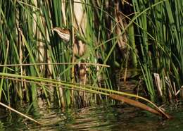 Image of Least Bittern