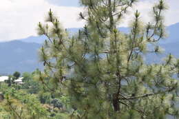 Image of Cheer pine