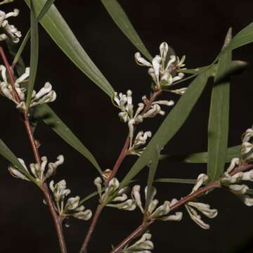 Image of Hakea eriantha R. Br.