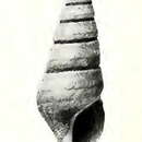 Imagem de Pseudotaranis hyperia (Dall 1919)