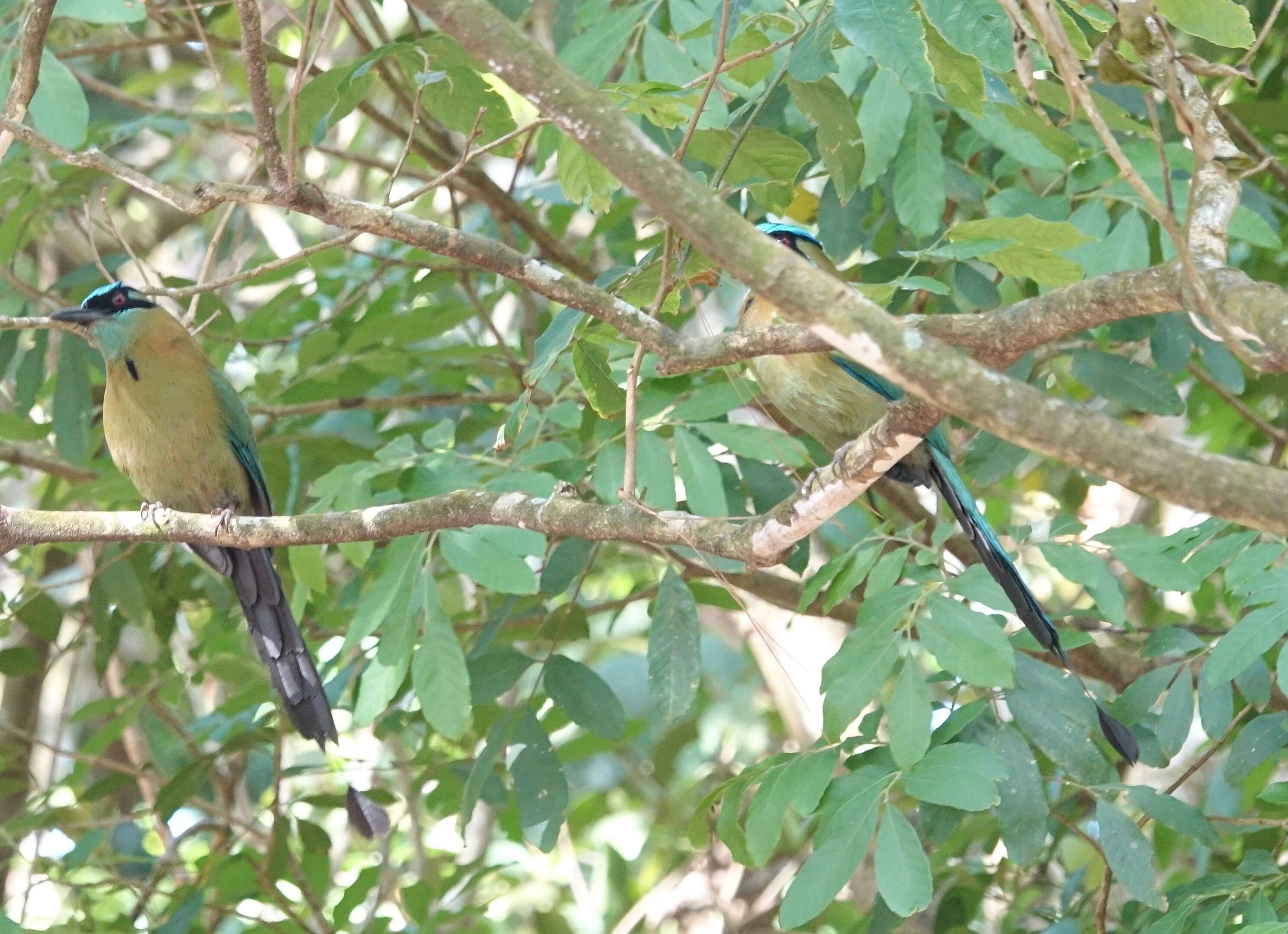 Image de Motmot de Lesson