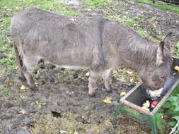 Image of Equus subgen. Asinus Gray 1824