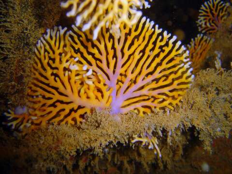 Image of Lace corals