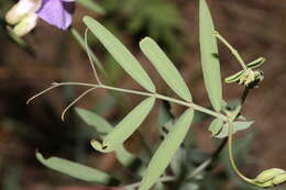 Image of fewflower pea