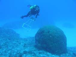 Image of Stony coral