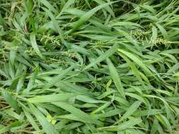 Image of East Indian bristlegrass