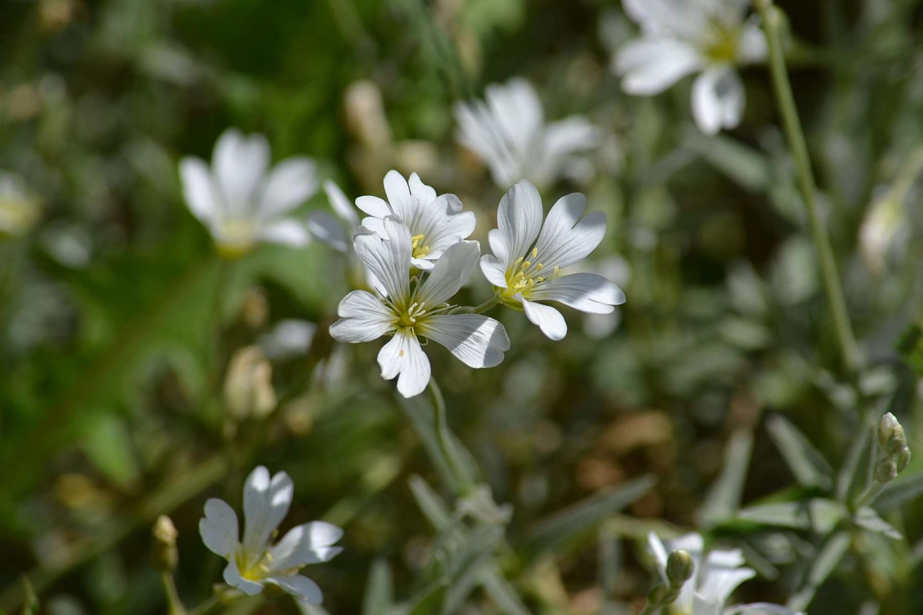 Imagem de Cerastium biebersteinii DC.