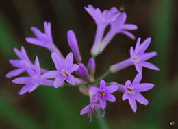 Image of Tulbaghia