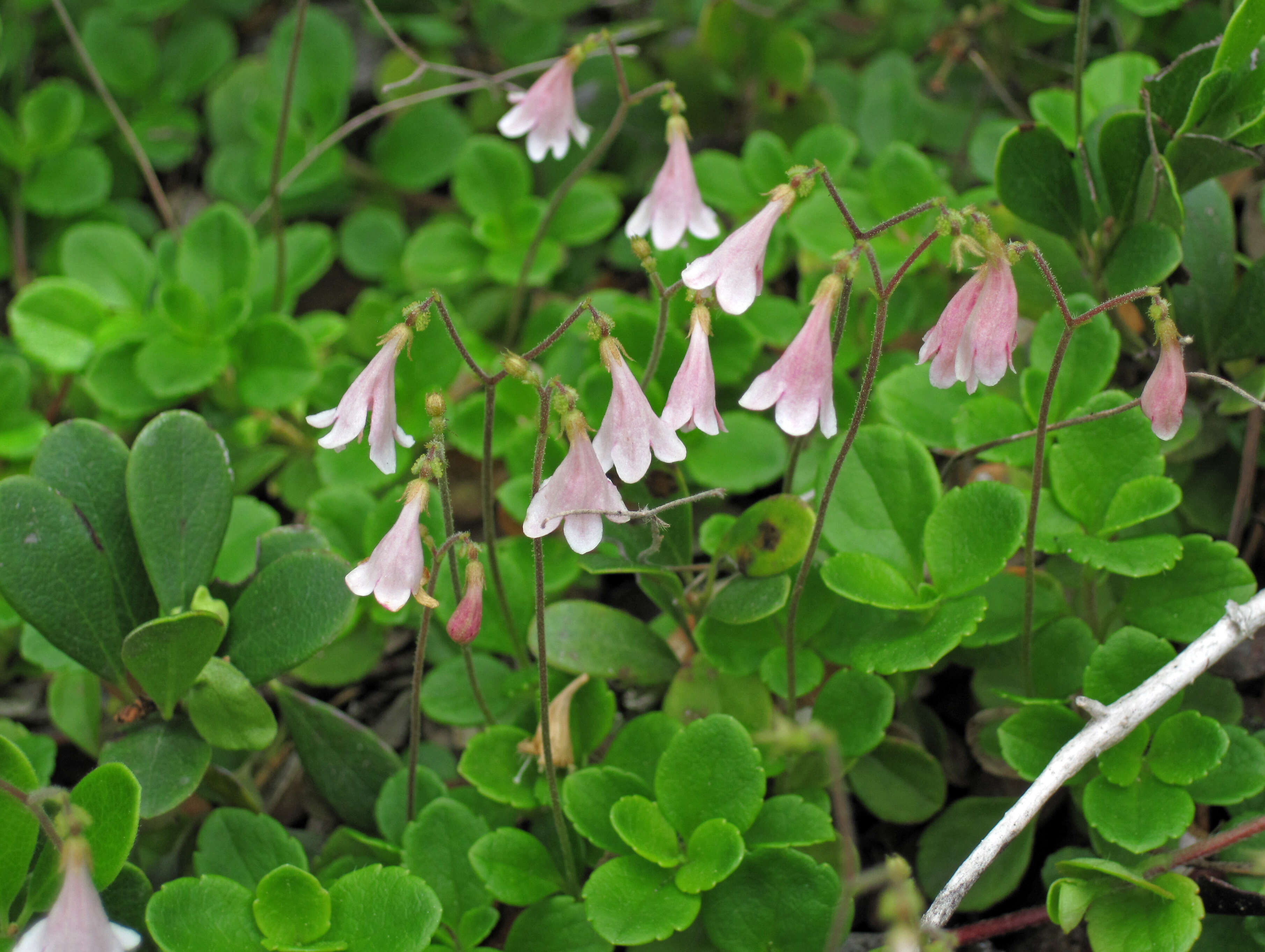 Image of Twinflower