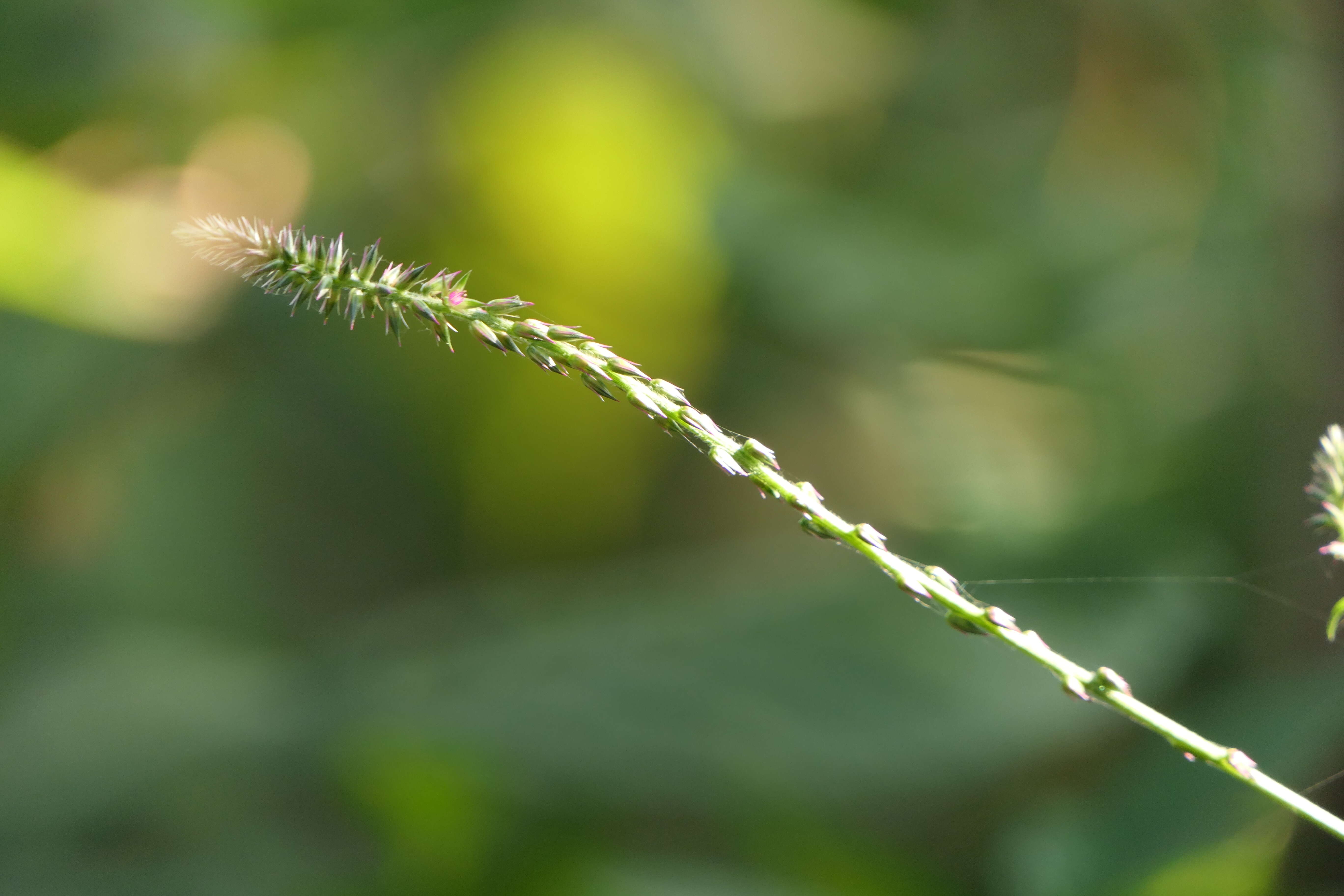 Image of Chaff-flower