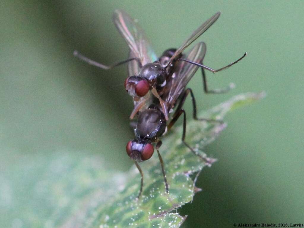 Nemopoda nitidula (Fallen 1820)的圖片