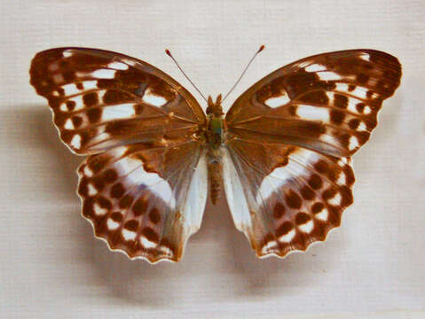 Image of Argynnis sagana