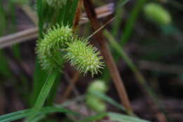 Image of shallow sedge