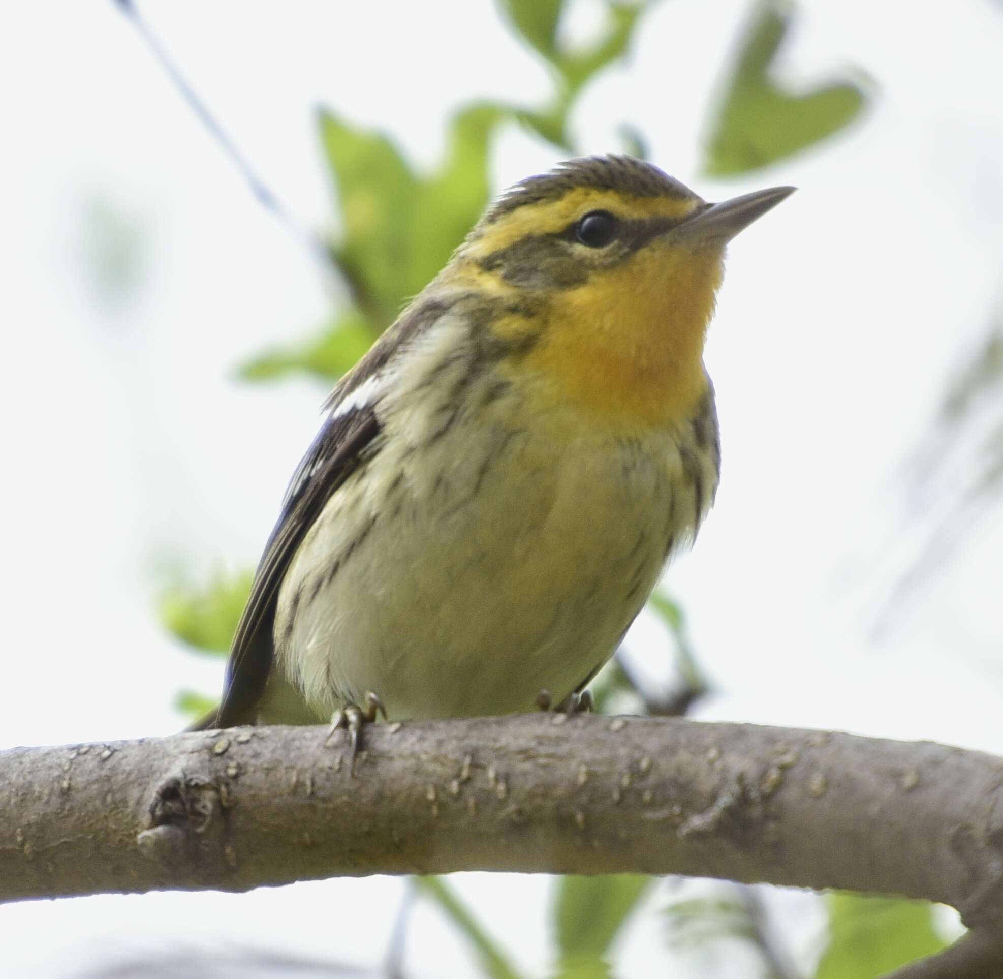 Image of Blackburnian Warbler