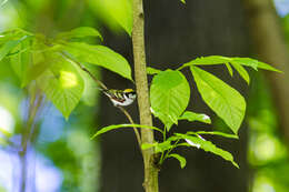 Image of Chestnut-sided Warbler