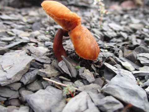 Image of Galerina marginata (Batsch) Kühner 1935