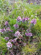 Image of purple archangel