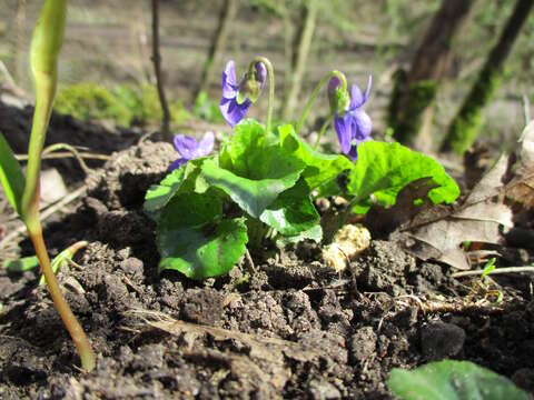 Image of sweet violet