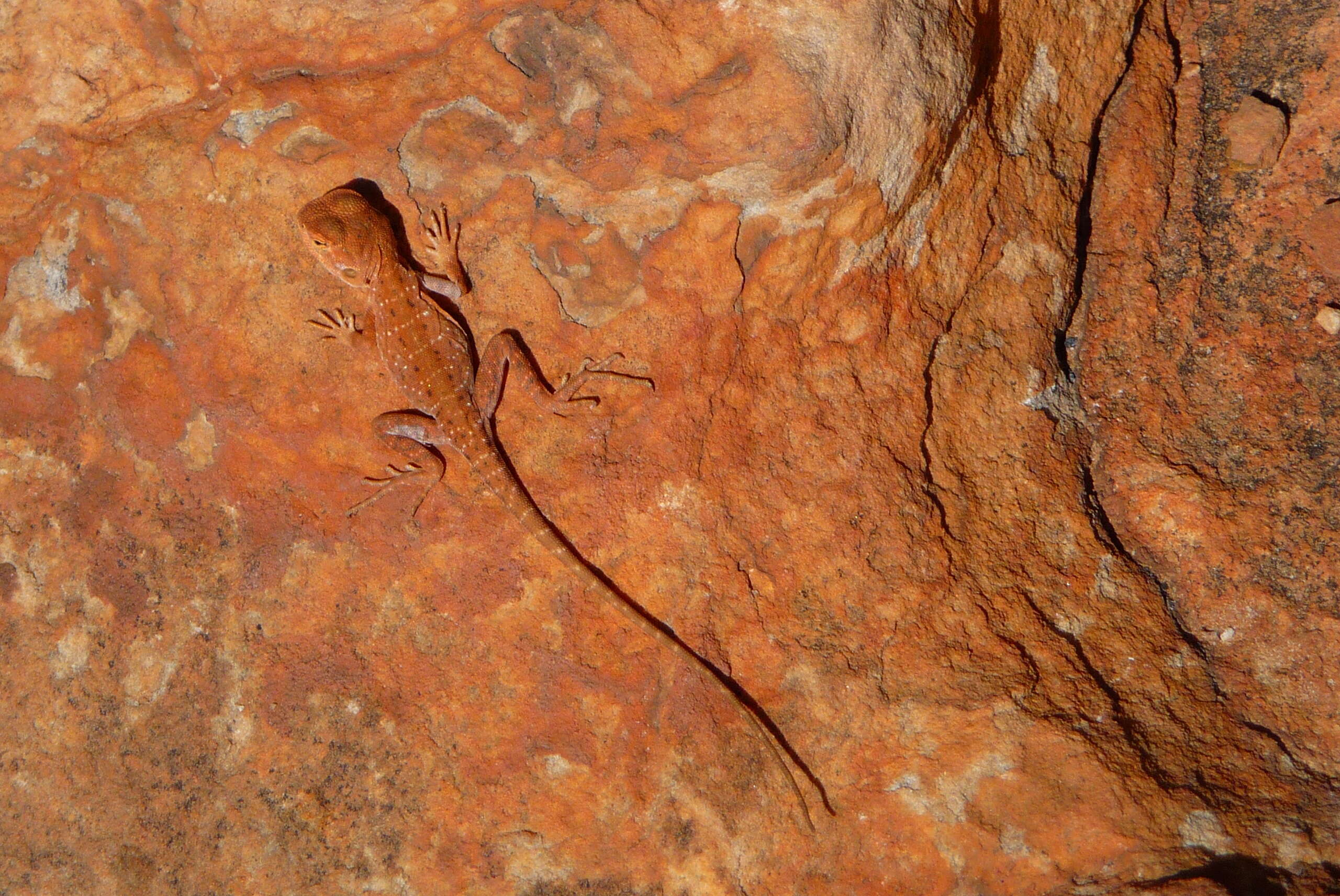 Image of Ring-tailed dragon