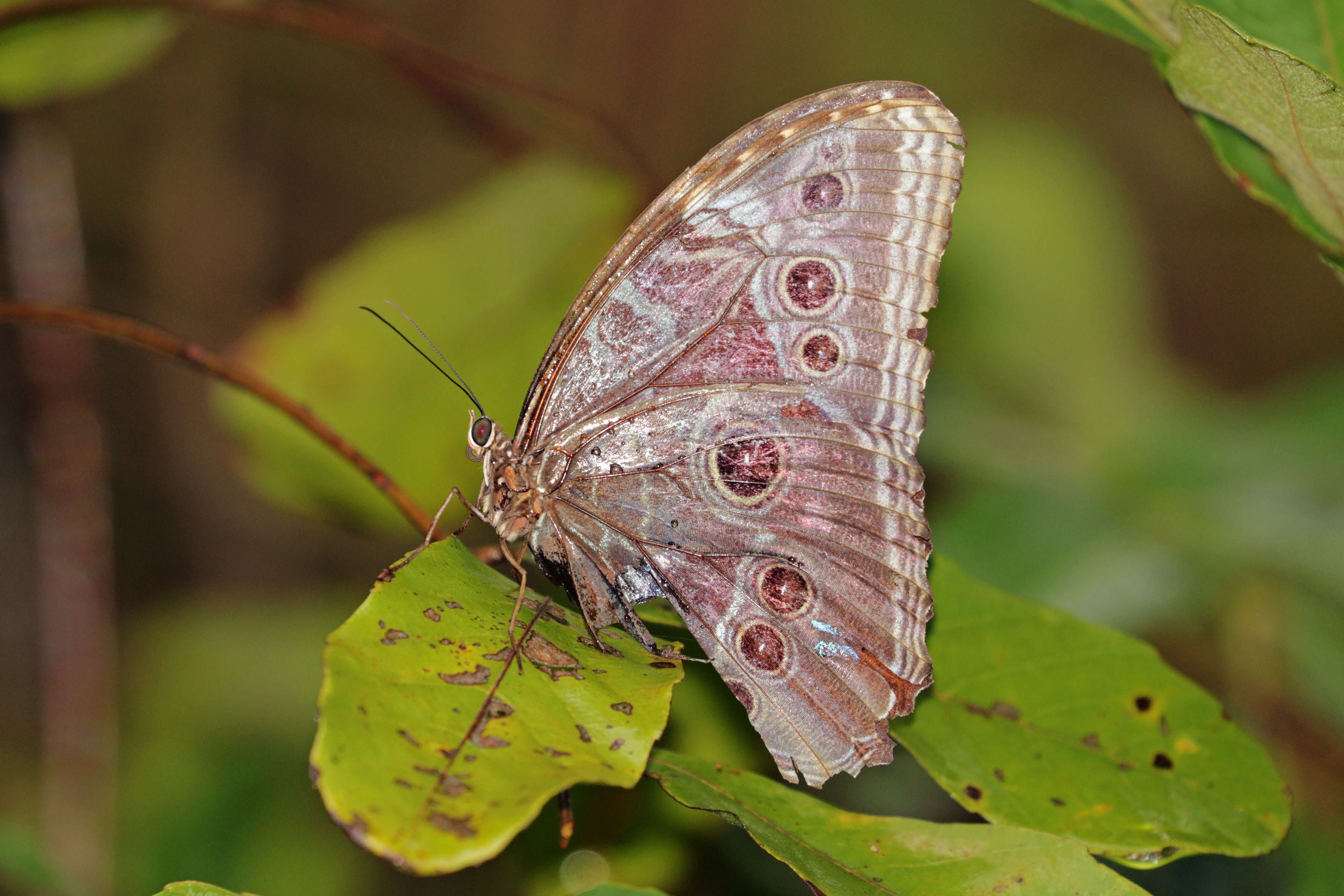 Morpho helenor Cramer 1782的圖片