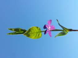 Image of Greater Periwinkle