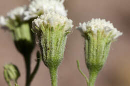 Image of Esteve's pincushion