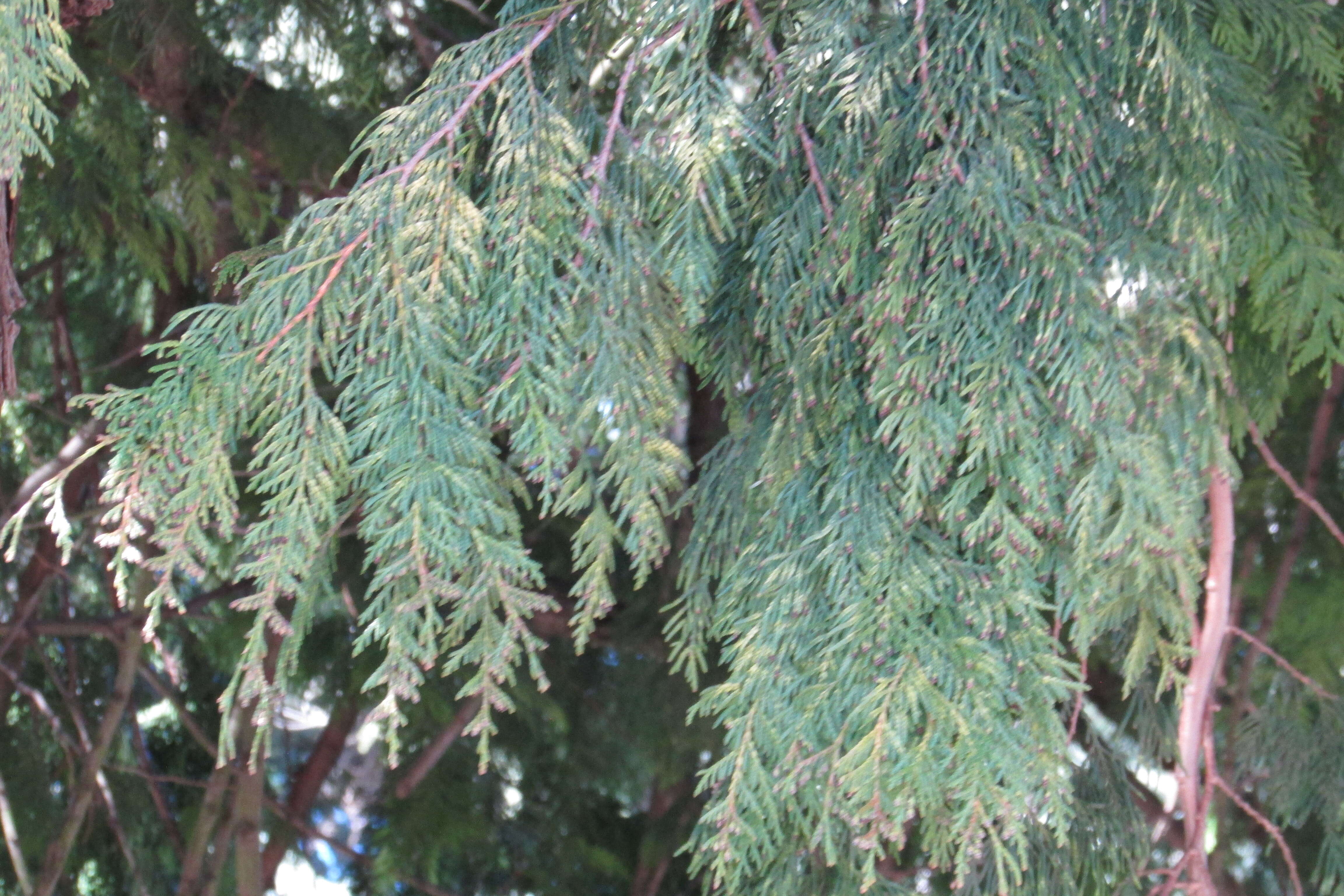 Image of Canoe Cedar