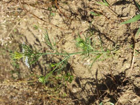 Nigella arvensis L. resmi