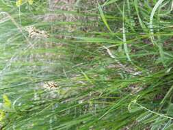 Image of quaking-grass sedge