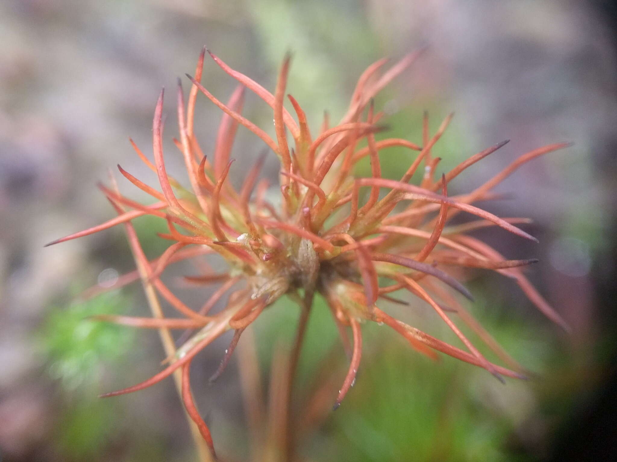 Juncus bulbosus L.的圖片