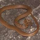 Image of Spotted House Snake