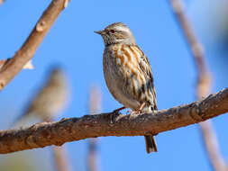 Image of Altai Accentor