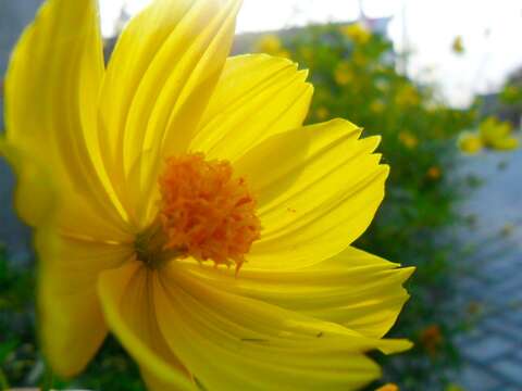 Image of sulphur cosmos