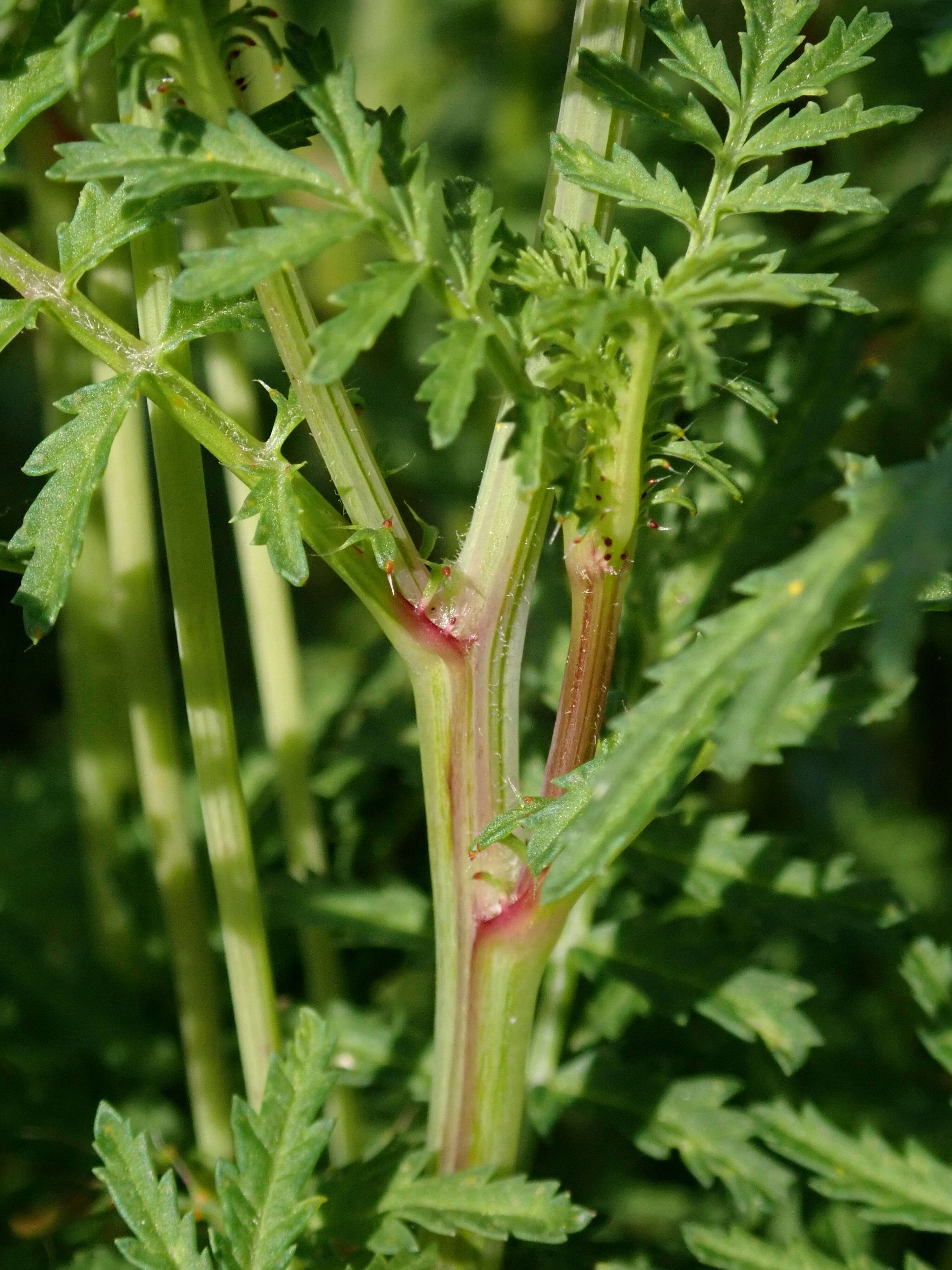 Tagetes tenuifolia Cav. resmi