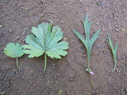 Image of Chinese motherwort