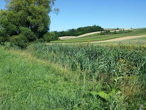 Image of Elecampane