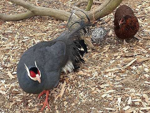 Image of Blue Eared Pheasant