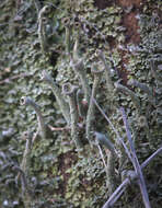 Image of cup lichen