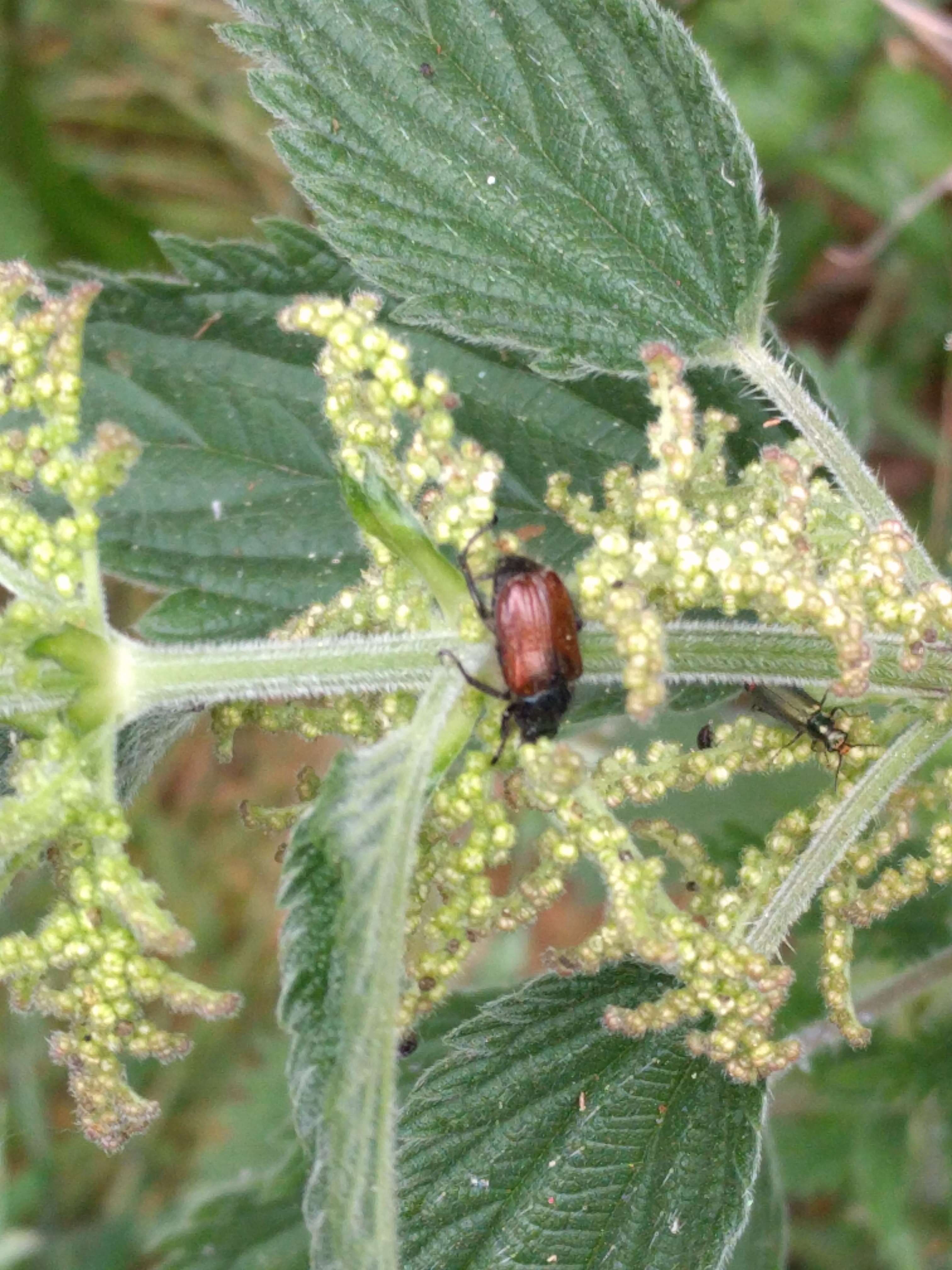 Image of Phyllopertha