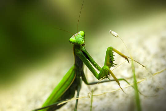 Image of Mantis