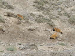 Imagem de Marmota caudata (Geoffroy 1844)