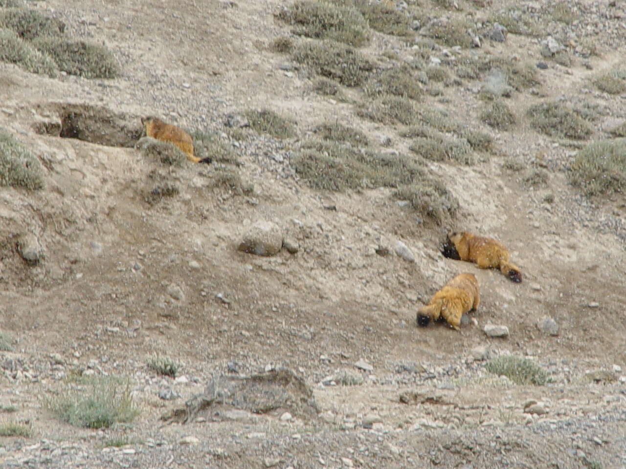 Image of Long-tailed Marmot