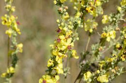 Verbascum nigrum L. resmi