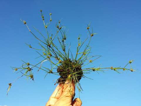 Juncus bulbosus L. resmi