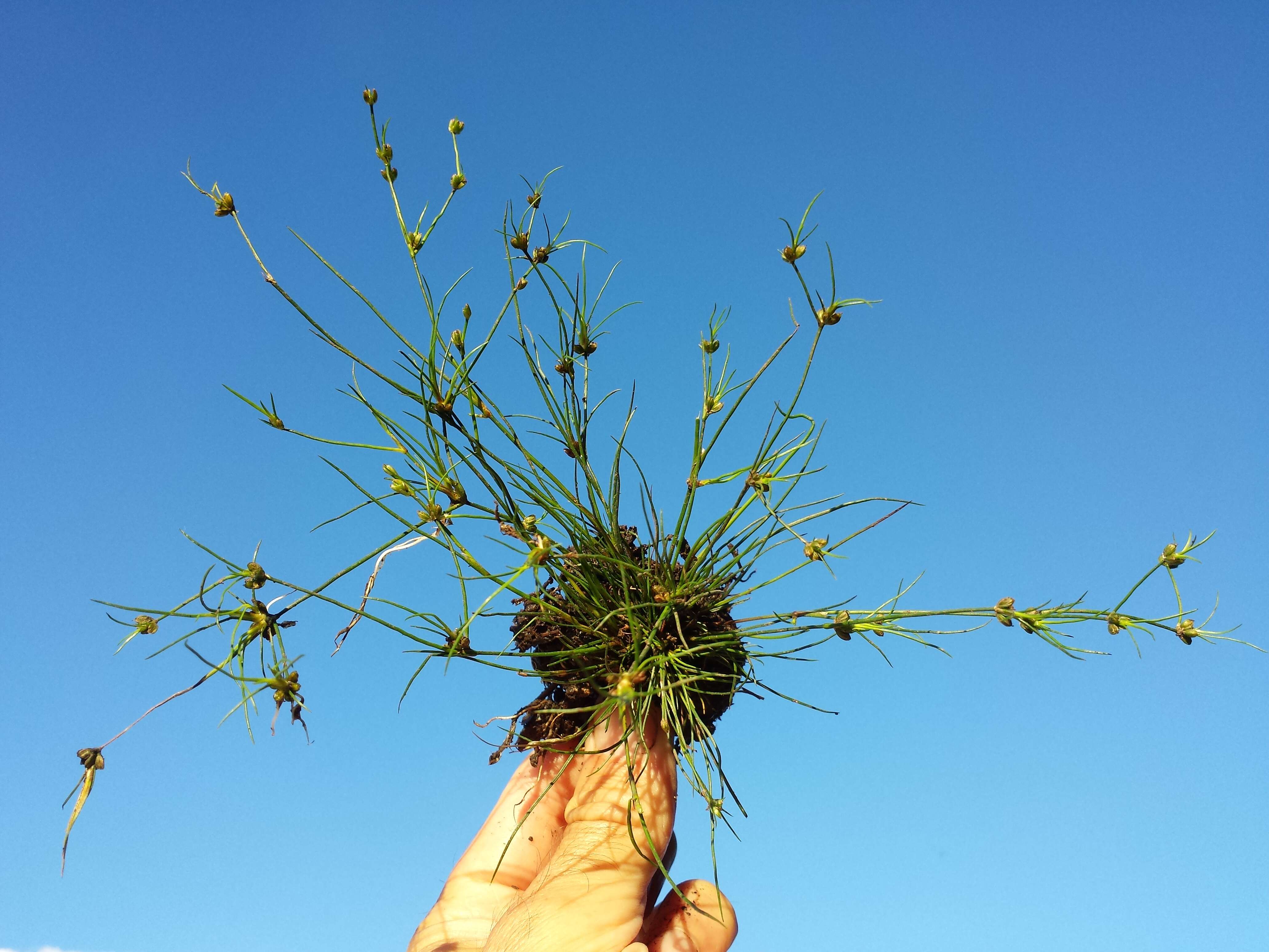 Image of Bulbous Rush