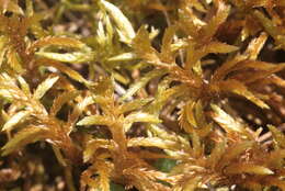 Image of entodon moss