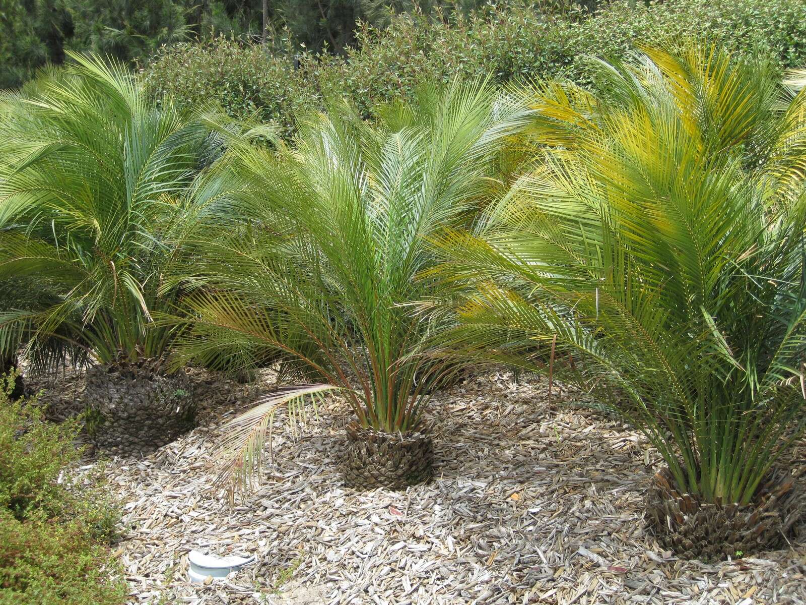 صورة Macrozamia communis L. A. S. Johnson