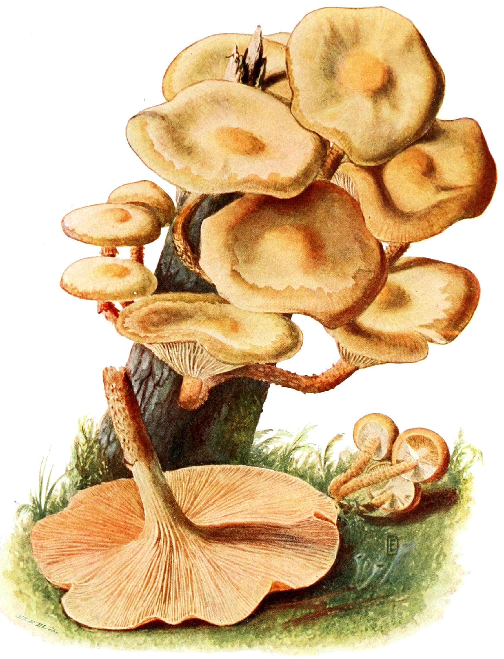 Image of sheathed woodtuft