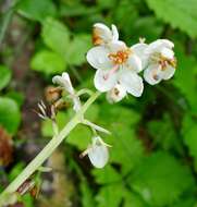 Image of round-leaved wintergreen