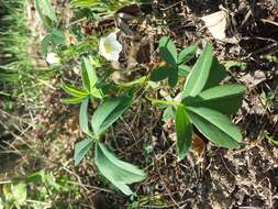 Image of White Cinquefoil